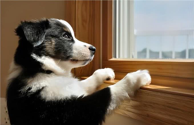 和狗狗相处，牢记6不要，不然它会恨你!