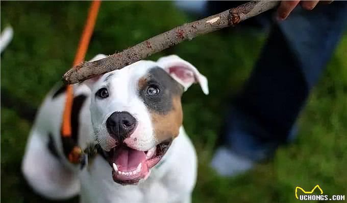 和狗狗相处，牢记6不要，不然它会恨你!