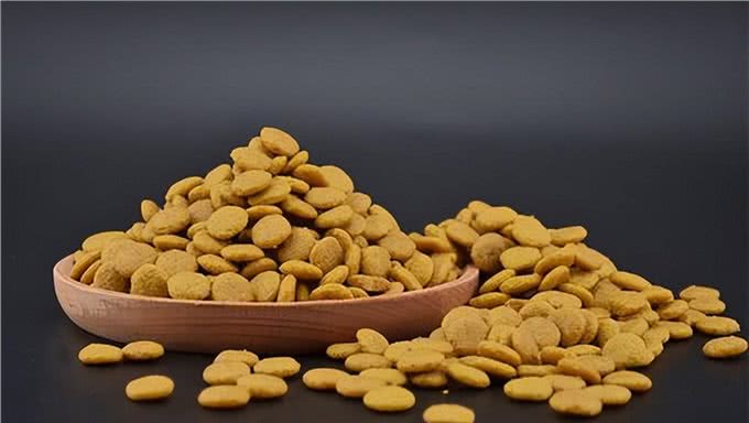 和狗狗相处，牢记6不要，不然它会恨你!