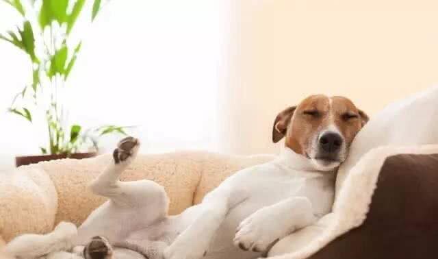 狗狗的究竟需要多少睡眠时间