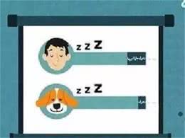 狗狗的究竟需要多少睡眠时间