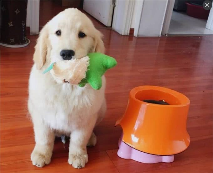 正确的金毛犬喂养方法，你知道几种?