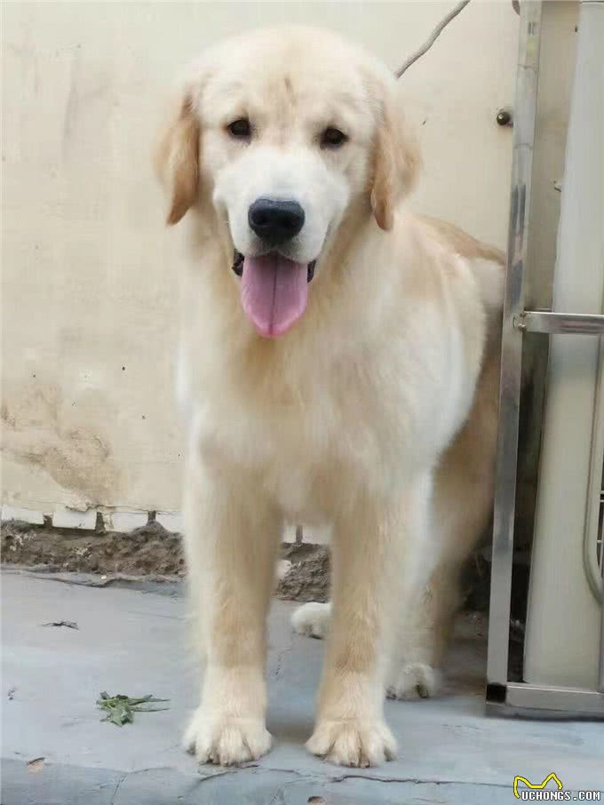 正确的金毛犬喂养方法，你知道几种?