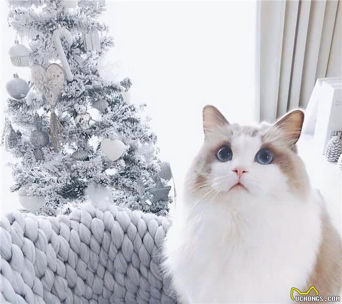 猫界仙女—布偶猫，是你们喜欢的类型吗?