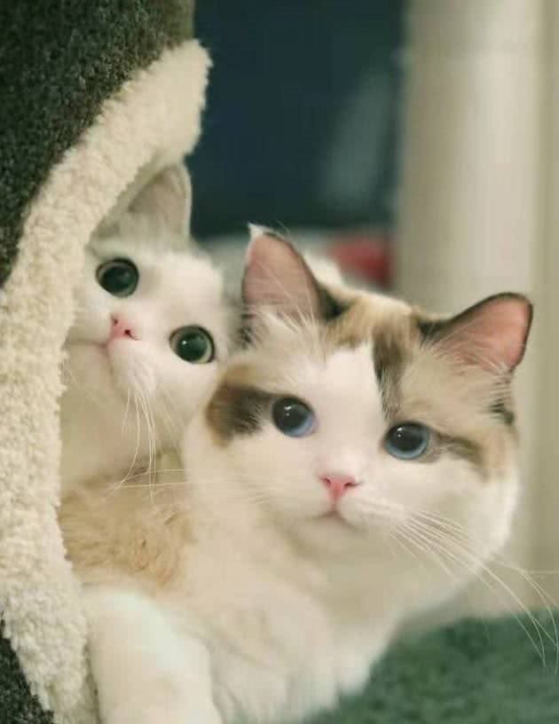猫界仙女—布偶猫，是你们喜欢的类型吗?