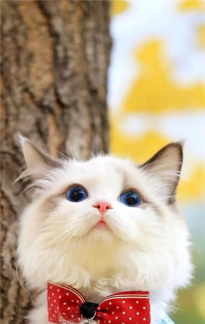 猫界仙女—布偶猫，是你们喜欢的类型吗?