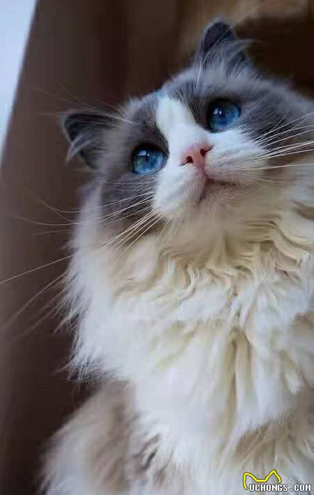 猫界仙女—布偶猫，是你们喜欢的类型吗?