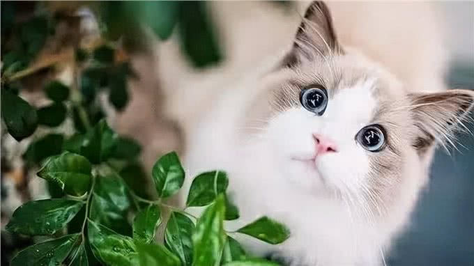 猫界仙女—布偶猫，是你们喜欢的类型吗?