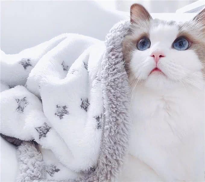 猫界仙女—布偶猫，是你们喜欢的类型吗?