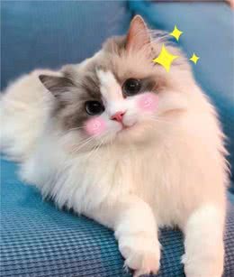 猫界仙女—布偶猫，是你们喜欢的类型吗?