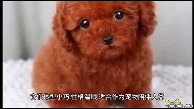 宠物知识|狗的分类，你知道多少?
