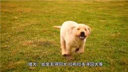 宠物知识|狗的分类，你知道多少?