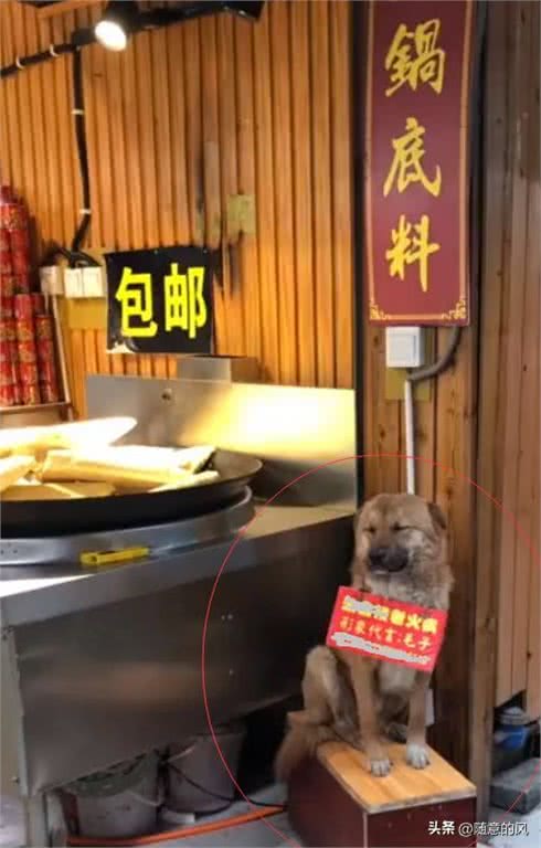 狗狗帮火锅店招揽生意，它脖子上还挂个牌子，网友看后笑喷