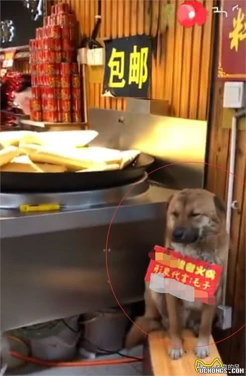 狗狗帮火锅店招揽生意，它脖子上还挂个牌子，网友看后笑喷