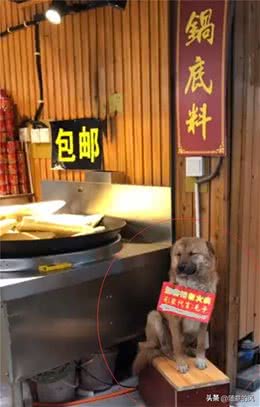 狗狗帮火锅店招揽生意，它脖子上还挂个牌子，网友看后笑喷