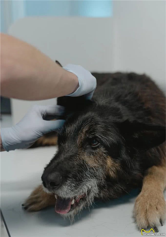 犬细小病毒是什么?铲屎官必看