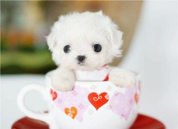 茶杯犬的品种，如何养好茶杯泰迪犬?