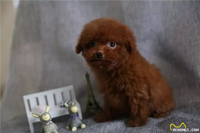 茶杯犬的品种，如何养好茶杯泰迪犬?