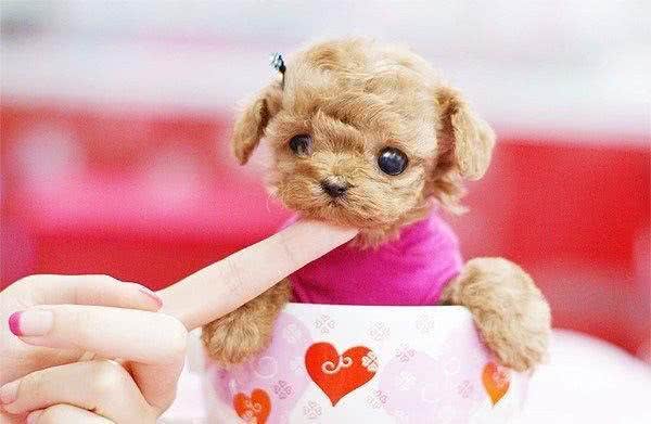 茶杯犬的品种，如何养好茶杯泰迪犬?