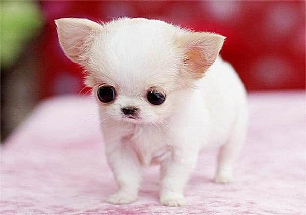 茶杯犬的品种，如何养好茶杯泰迪犬?