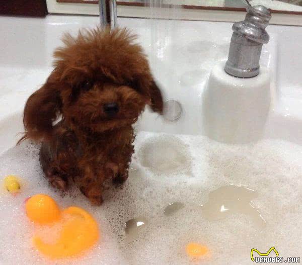茶杯犬的品种，如何养好茶杯泰迪犬?