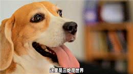 狗狗护食、扑人行为揭秘，了解它的真实情绪—养狗经验分享