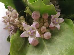 糖果花:五只狗怎么可能卧于花心?能
