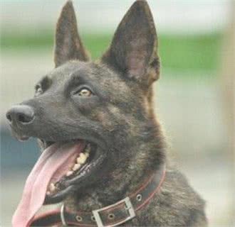 西欧最强牧羊犬:荷兰牧羊犬，动作敏捷可轻松打败野狼