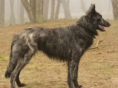 西欧最强牧羊犬:荷兰牧羊犬，动作敏捷可轻松打败野狼
