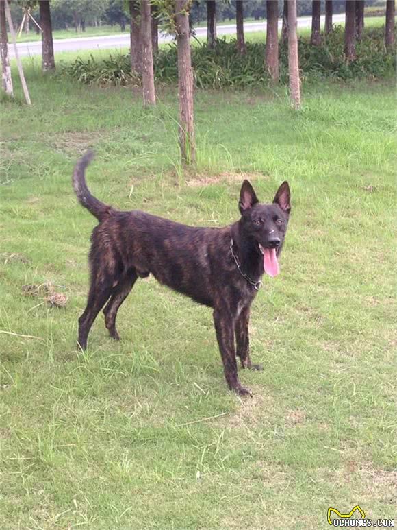 西欧最强牧羊犬:荷兰牧羊犬，动作敏捷可轻松打败野狼