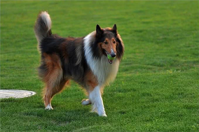 苏格兰牧羊犬气质出众，怎么样做才能让苏牧一直美美哒?
