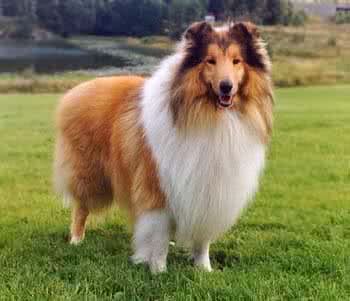 苏格兰牧羊犬气质出众，怎么样做才能让苏牧一直美美哒?