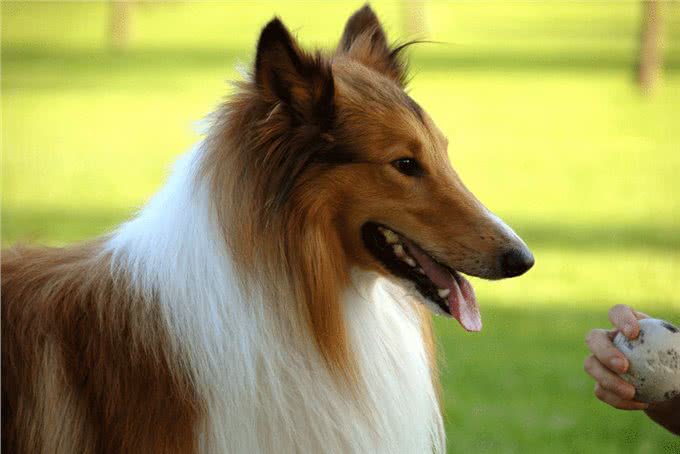 苏格兰牧羊犬气质出众，怎么样做才能让苏牧一直美美哒?