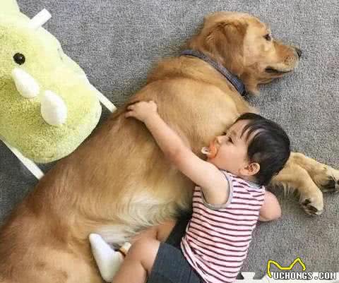 狗狗疫苗多少钱?多长时间打一次?