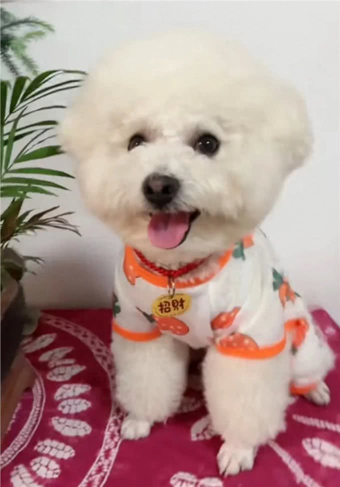 第一次带小比熊犬到宠物游泳池去游泳的具体表现有哪些?