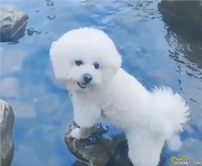 第一次带小比熊犬到宠物游泳池去游泳的具体表现有哪些?
