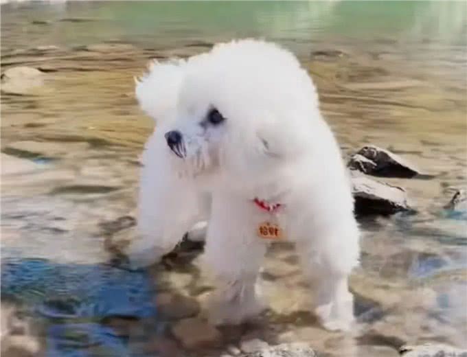 第一次带小比熊犬到宠物游泳池去游泳的具体表现有哪些?