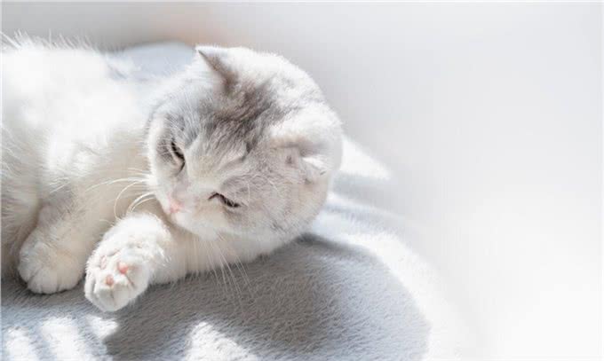 猫爱上一个人是什么样子