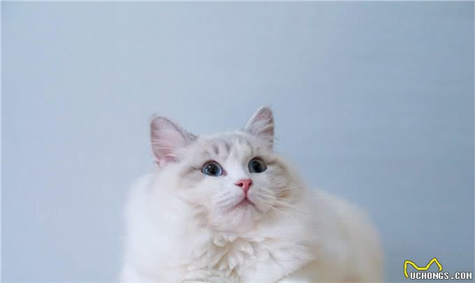 猫爱上一个人是什么样子
