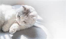 猫爱上一个人是什么样子