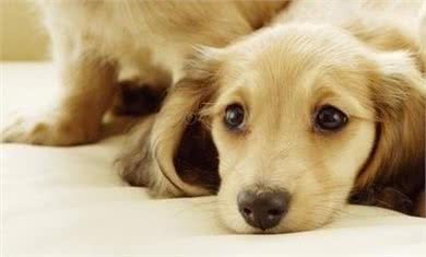 狗狗的那些语言，你听懂了几个?