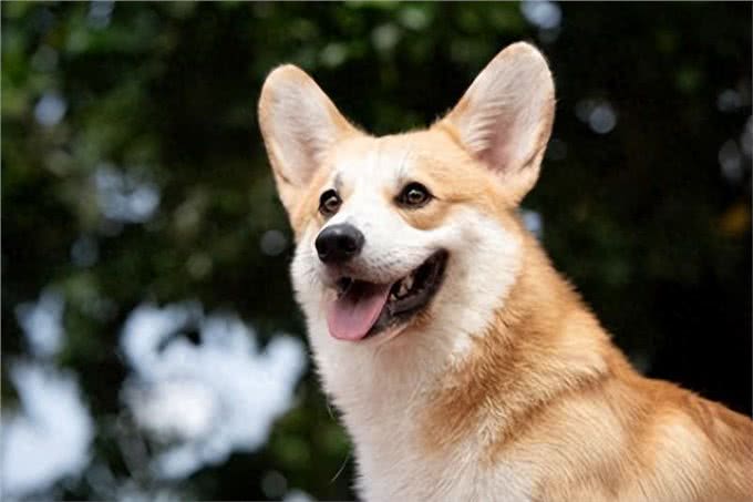狗狗竖起耳朵的心理奥秘:读懂爱犬的情绪密码