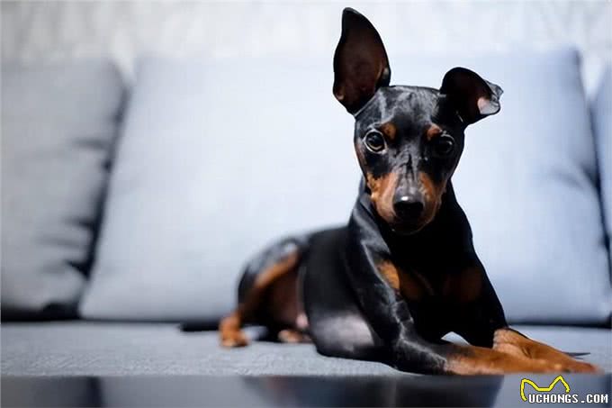 狗狗竖起耳朵的心理奥秘:读懂爱犬的情绪密码