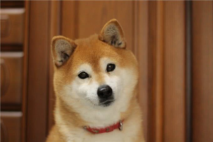 狗狗竖起耳朵的心理奥秘:读懂爱犬的情绪密码