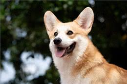 狗狗竖起耳朵的心理奥秘:读懂爱犬的情绪密码