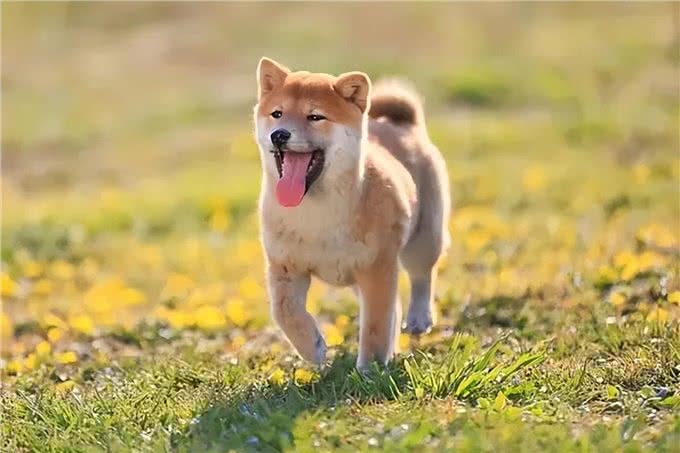 狗狗绝育的那些事儿