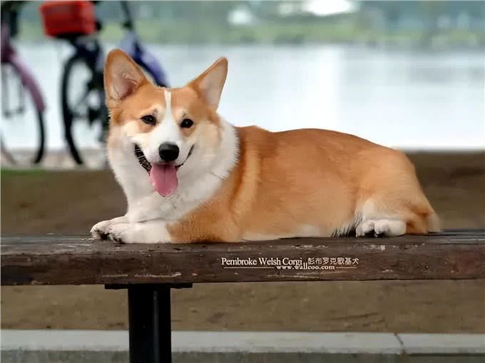 狗狗绝育的那些事儿