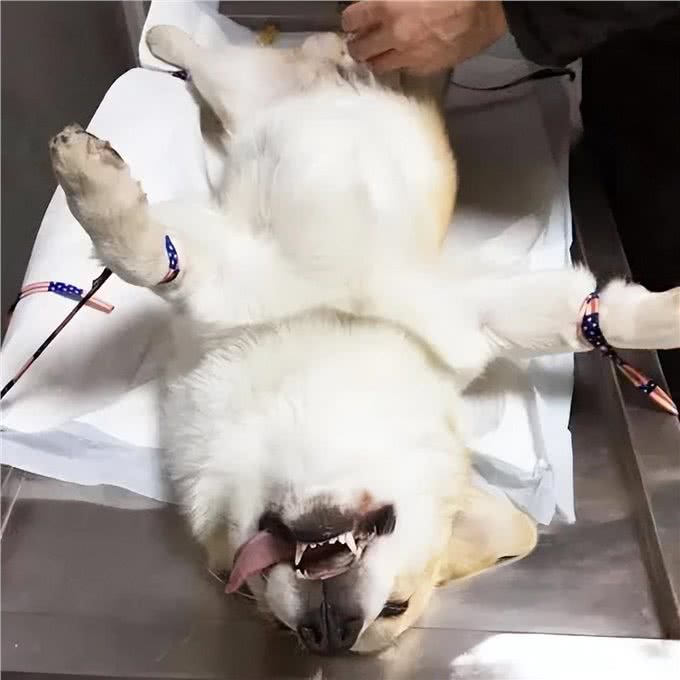狗狗绝育的那些事儿