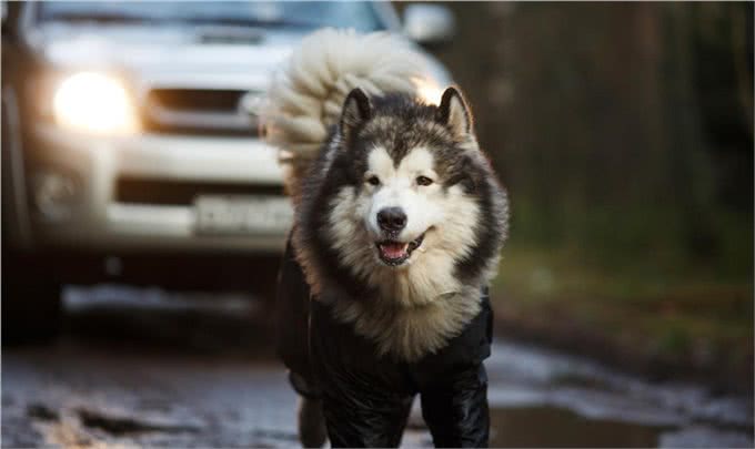 有关于爱尔兰猎狼犬的起源和习性