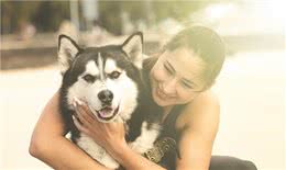 有关于爱尔兰猎狼犬的起源和习性